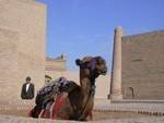 Camel in Ichan Kala, Khiva, Uzbekistan